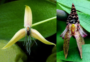 New Guinea orchids